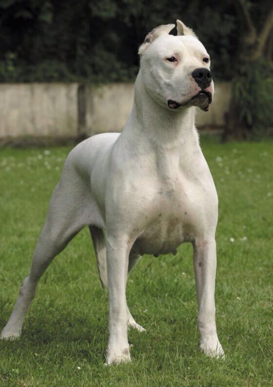 Listenhunde der Kategorie 2 Dogo Argentino